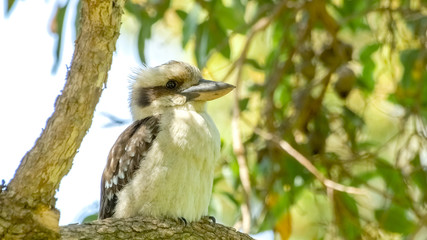Cute little Kookaburra bird sitting on marri tree