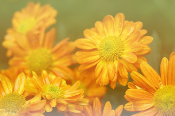 background of yellow flowers in the garden