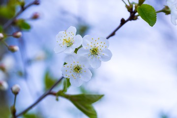 Cherry tree flowers blooming at spring