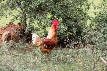Village cock roaming the streets in India. These birds usually roam with three to four hens and they provide food for villagers.