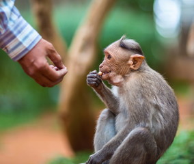 Fototapeta premium The bonnet macaque is a macaque endemic to southern India. Its distribution is limited by the Indian Ocean on three sides and the Godavari, Tapti Rivers along with a related species of rhesus macaque.