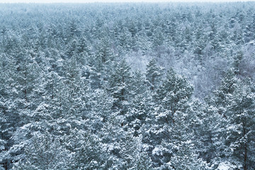 Fototapeta premium Forest covered with snow