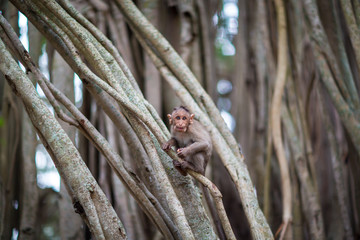 The bonnet macaque is a macaque endemic to southern India. Its distribution is limited by the Indian Ocean on three sides and the Godavari, Tapti Rivers along with a related species of rhesus macaque.