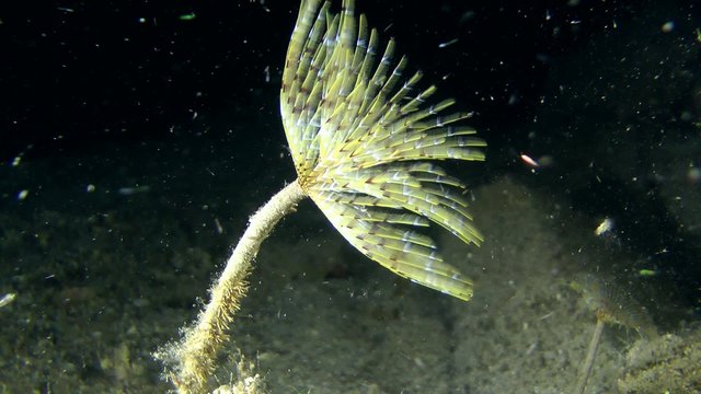 European fan worm (Sabella spallanzanii): corolla of tentacles swaying in the flow of water, side view, medium shot.

