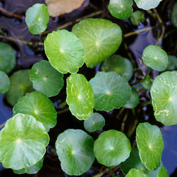 Closeup of gotu kola leaf,selective focus, nature background con