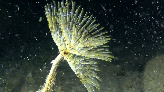European fan worm (Sabella spallanzanii): corolla of tentacles swaying in the flow of water, side view, medium shot.

