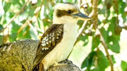 Close up of beautiful Australian laughing kookaburra standing on