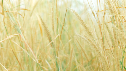 Gold Green Grass Close Up