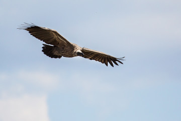 Scavengers at a vulture resturant in the wilds of Zimbabwe