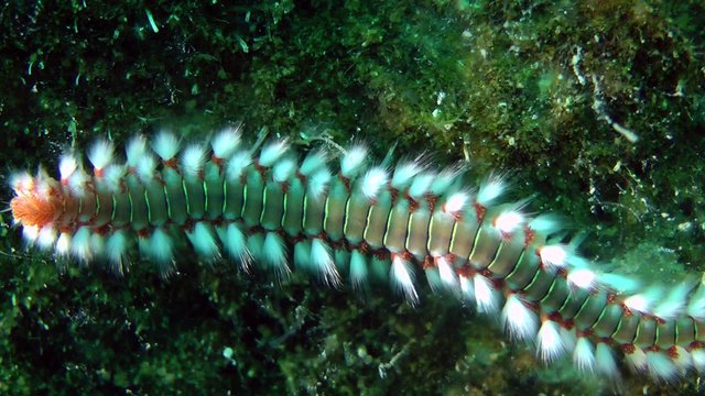 Bearded fireworm (Hermodice carunculata) crawling on the stone, close-up.

