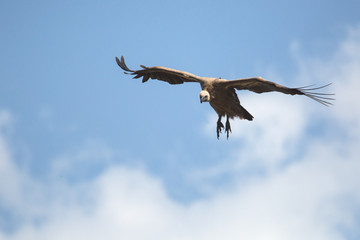 Scavengers at a vulture resturant in the wilds of Zimbabwe