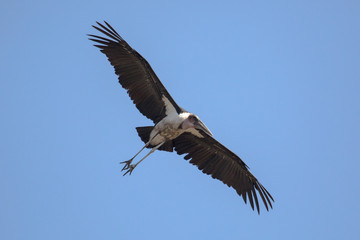 Scavengers at a vulture resturant in the wilds of Zimbabwe