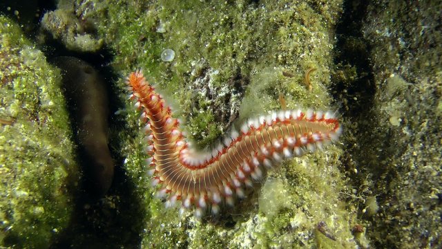 Bearded fireworm (Hermodice carunculata) crawling on the stone, medium shot.
