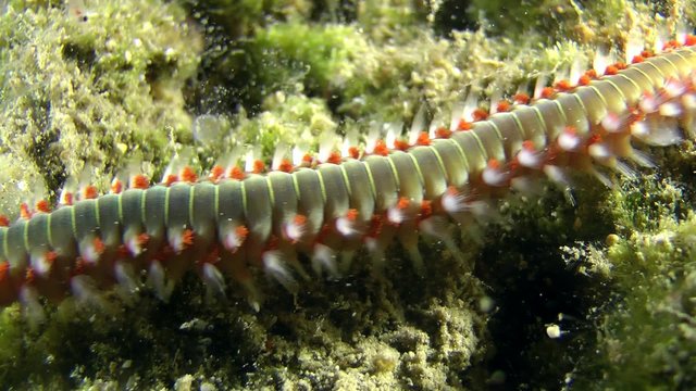 Bearded fireworm (Hermodice carunculata) crawling on the stone, close-up.
