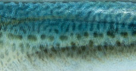 Obraz premium Salmon scales.