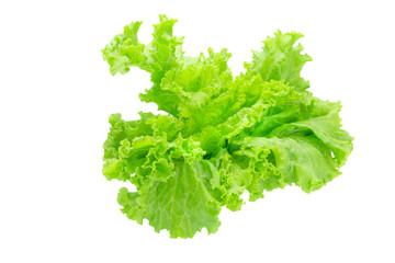 Fototapeta premium Lettuce leaves isolated on white background