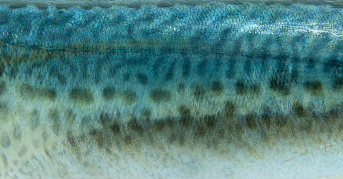 Salmon scales.
