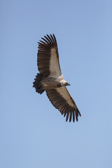 Scavengers at a vulture resturant in the wilds of Zimbabwe