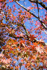 The maple which changed color