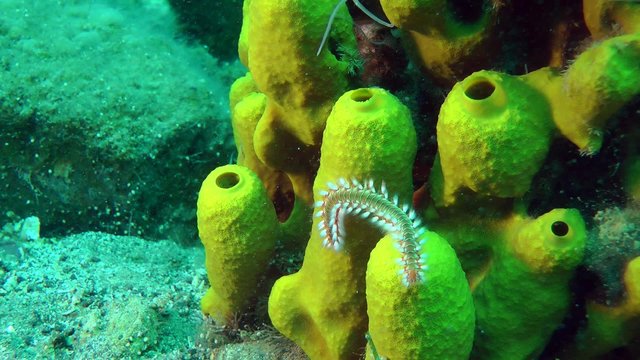 Bearded fireworm (Hermodice carunculata) crawling on Yellow tube sponge, medium shot.
