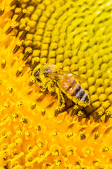 Bee and pollen