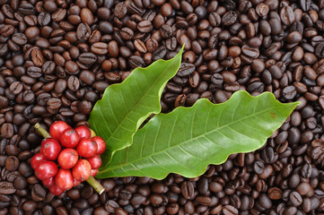 Coffee beans ripening on dried berries coffee beans backgourng