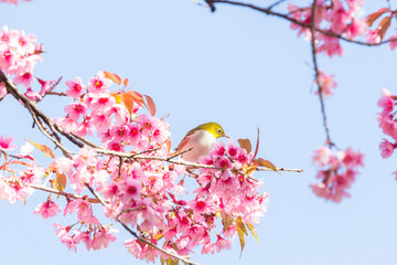 Beautiful spring cherry blossoms in the northern of Thailand