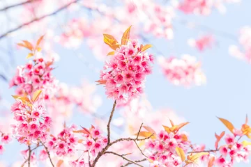 Photo sur Plexiglas Fleur de cerisier Belles fleurs de cerisier de printemps dans le nord de la Thaïlande