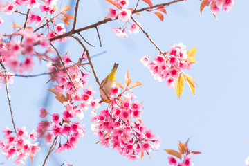Beautiful spring cherry blossoms in the northern of Thailand