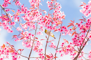 Beautiful spring cherry blossoms in the northern of Thailand