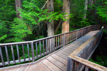 Fototapeta premium Trail of the Cedars at Glacier National Park