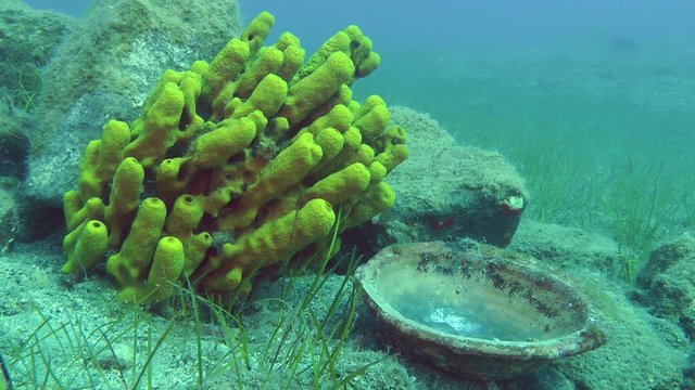 Ancient ceramic dish on the background of Yellow tube sponge and underwater scenery.
