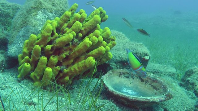 Ancient ceramic dish on the background of Yellow tube sponge, underwater scenery and marine fish.
