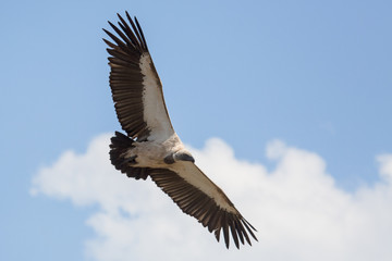 Scavengers at a vulture resturant in the wilds of Zimbabwe