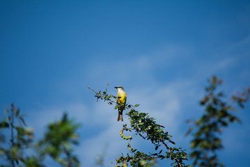 Un pájaro espera en la rama en una mañana fresca. 