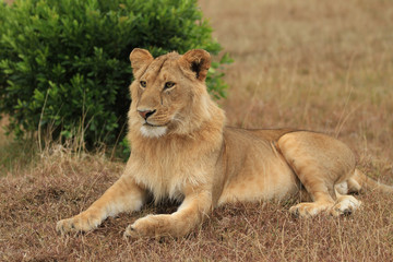 Leão Maasai