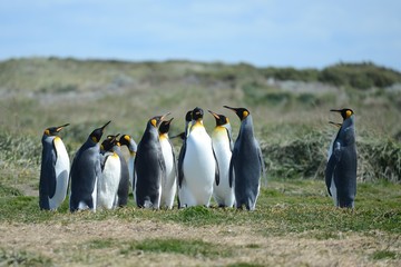 Fototapeta premium King penguins on the Bay of Inutil.