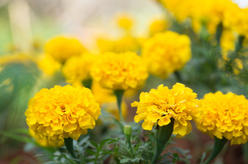 Marigold flowers with selective focus point