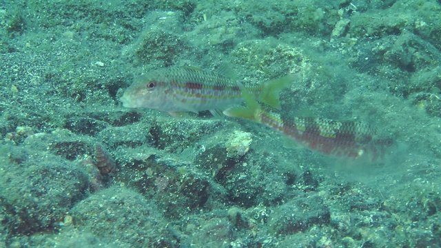 Marine fish Red mullet digs the sandy bottom in search of food, accompanied by other fish.
