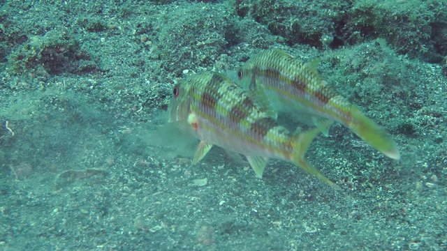 Marine fish Red mullet digs the sandy bottom in search of food.
