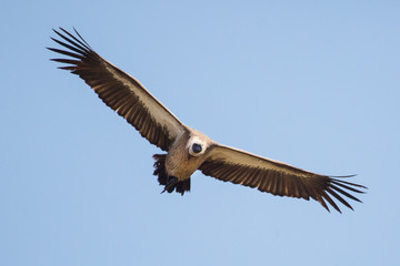 Scavengers at a vulture resturant in the wilds of Zimbabwe