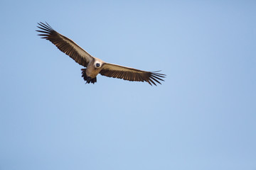 Scavengers at a vulture resturant in the wilds of Zimbabwe