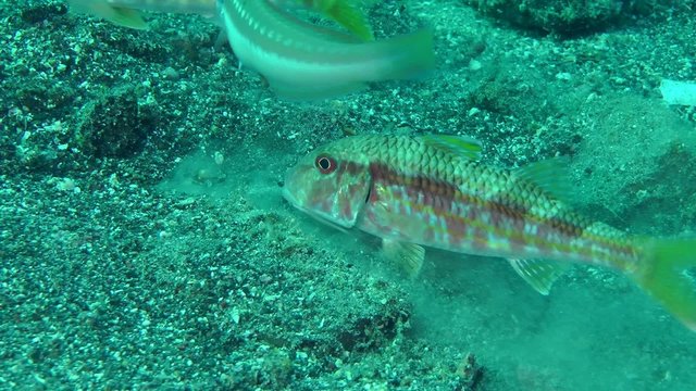 Marine fish Red mullet digs the sandy bottom in search of food, accompanied by other fish.
