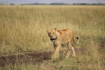 Leão Maasai