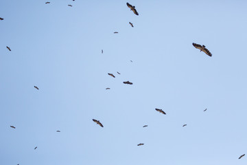 Scavengers at a vulture resturant in the wilds of Zimbabwe