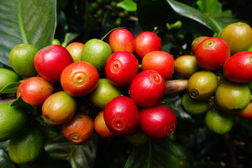 Coffee beans ripening on a tree.