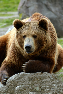 Grizzly bear lounging on a rock