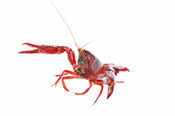 Crawfish
