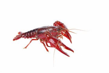 Crawfish