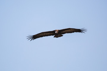 Scavengers at a vulture resturant in the wilds of Zimbabwe